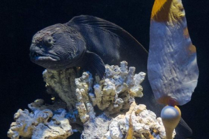 Far wschodnia ryba: zdjęcie